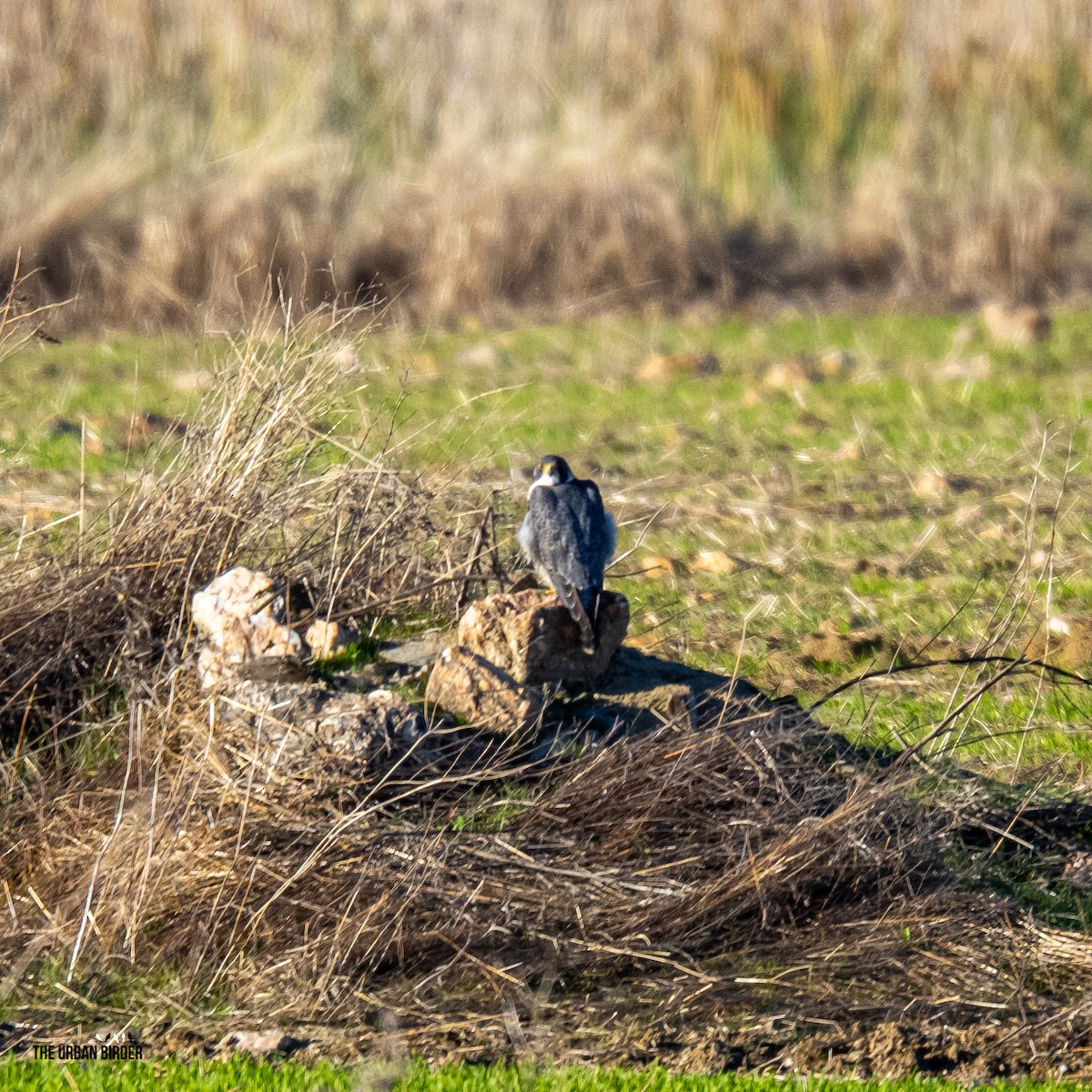 sokol stěhovavý - ML645852032