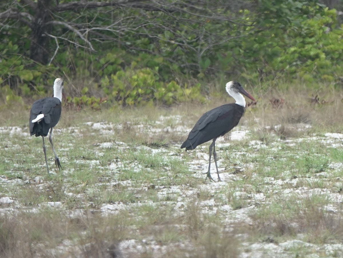 African Woolly-necked Stork - ML645852033