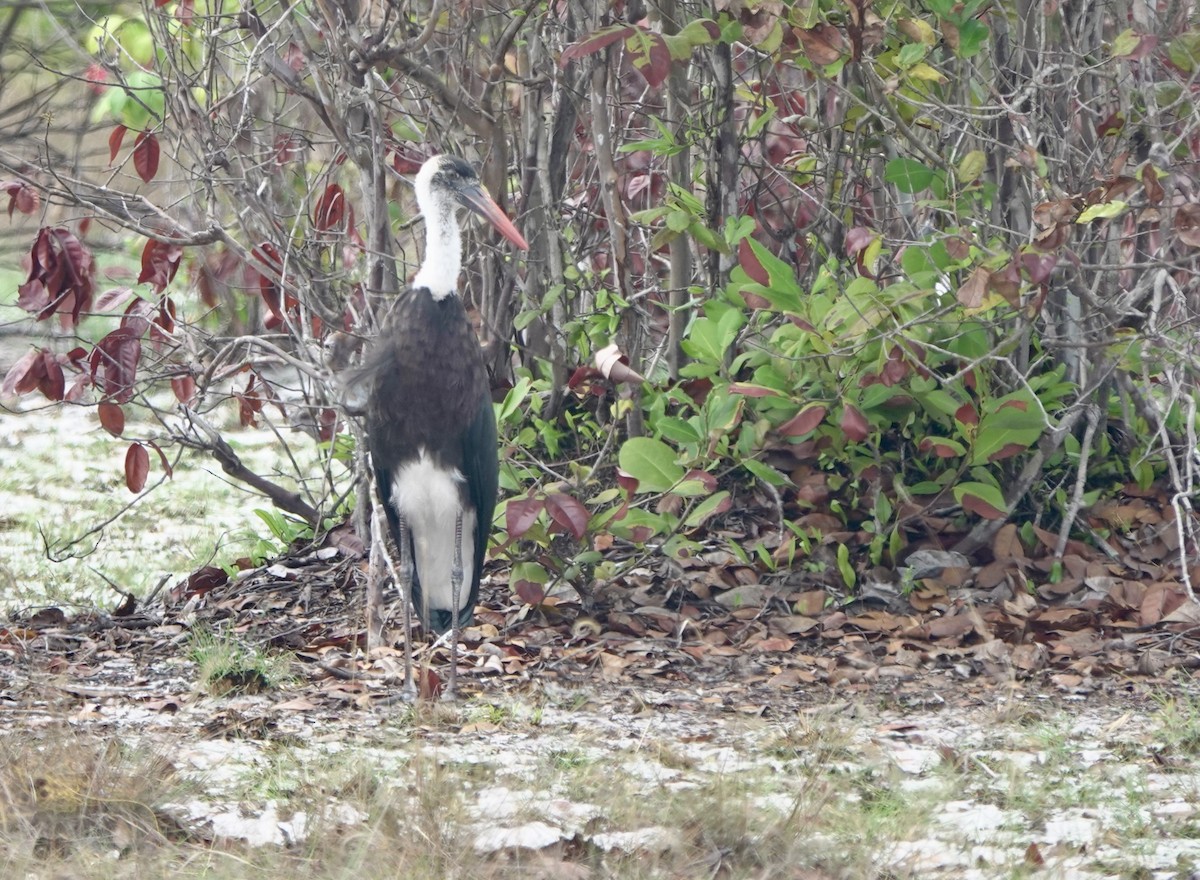 African Woolly-necked Stork - ML645852034