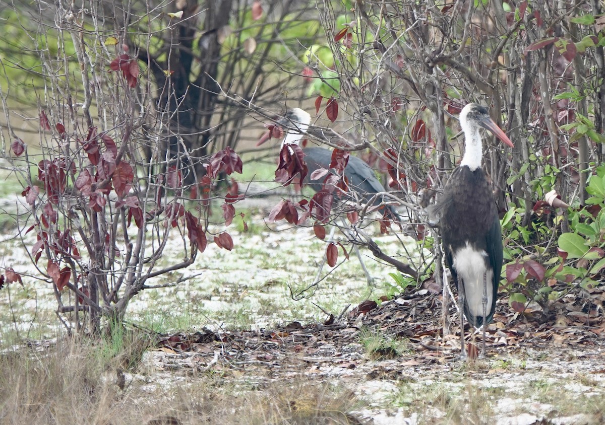 African Woolly-necked Stork - ML645852035