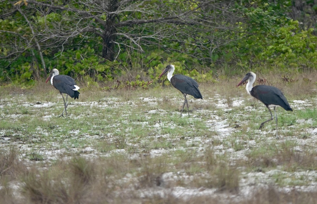 African Woolly-necked Stork - ML645852036