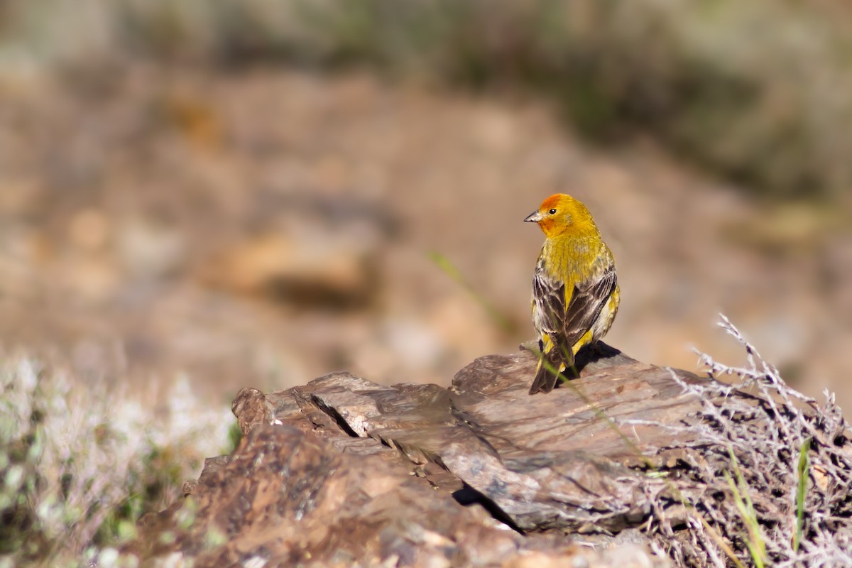 Greater Yellow-Finch - ML645852040