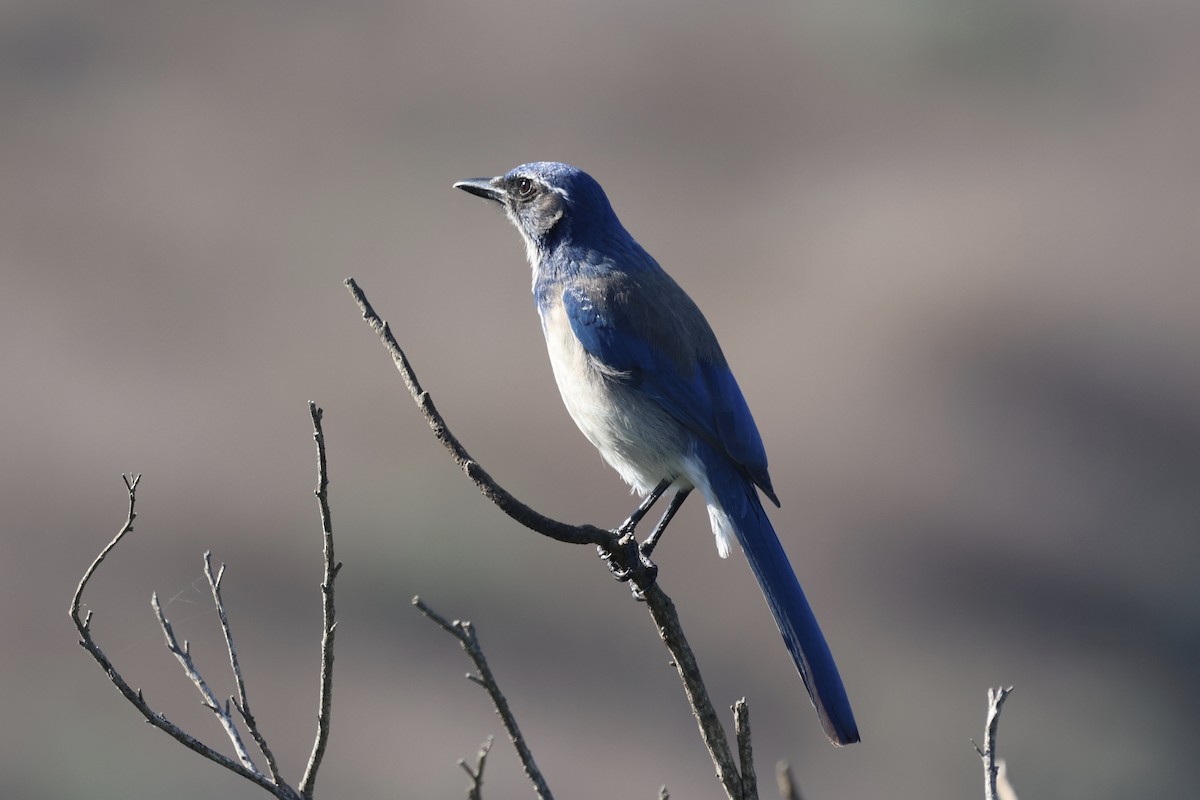 Chara Californiana - ML645852041