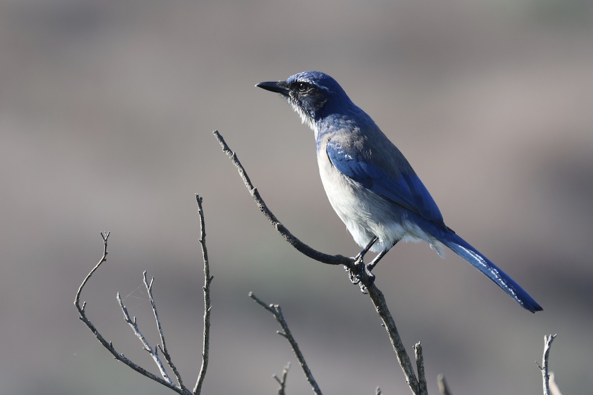 Chara Californiana - ML645852042