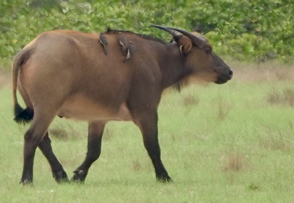 Yellow-billed Oxpecker - ML645852046