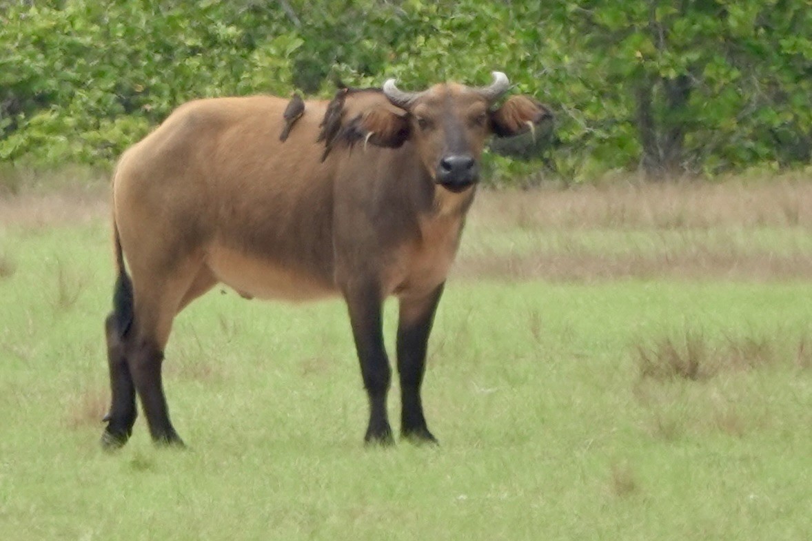 Yellow-billed Oxpecker - ML645852047