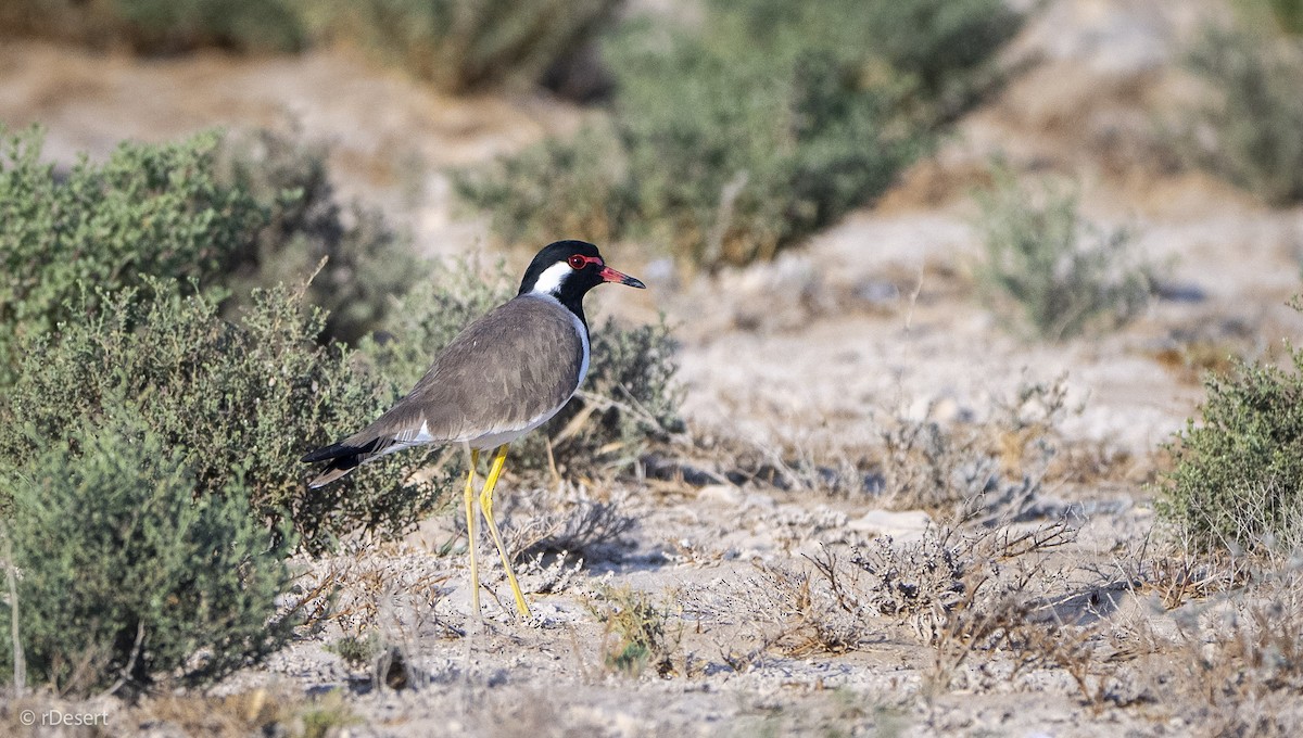 Red-wattled Lapwing - ML645852050