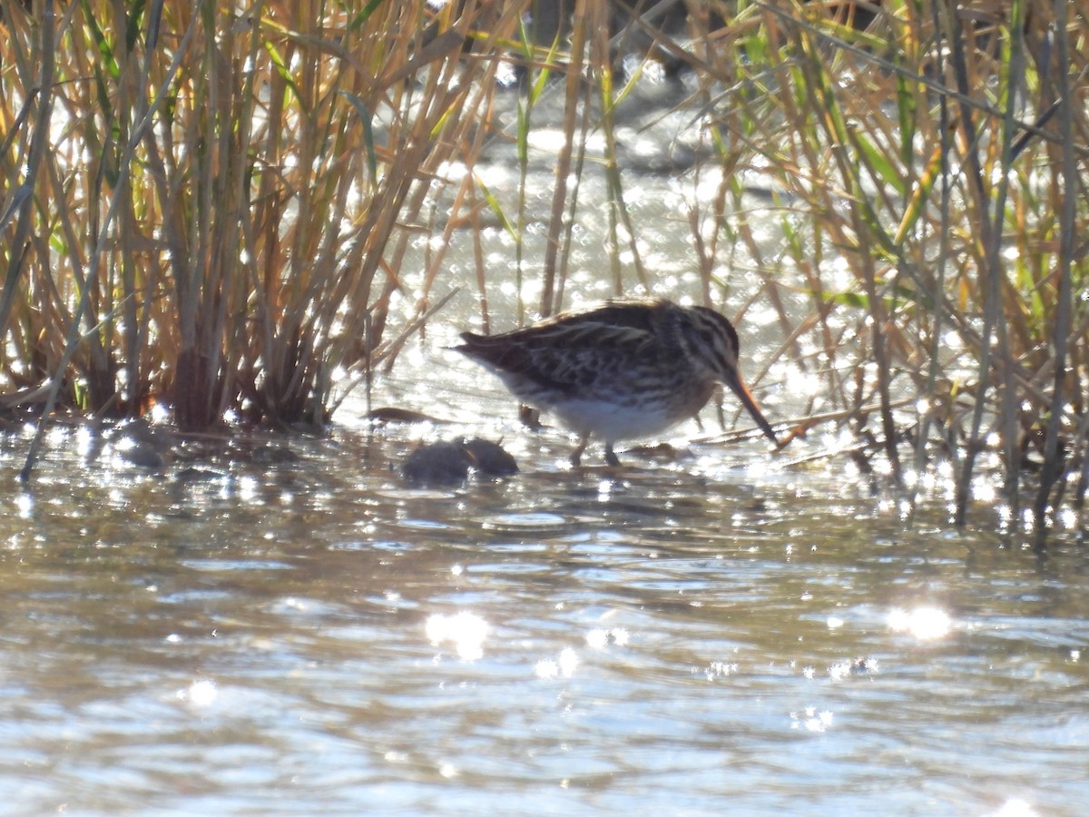 Agachadiza Chica - ML645852057