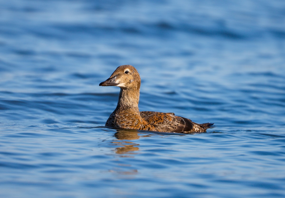 kajka královská - ML645852058