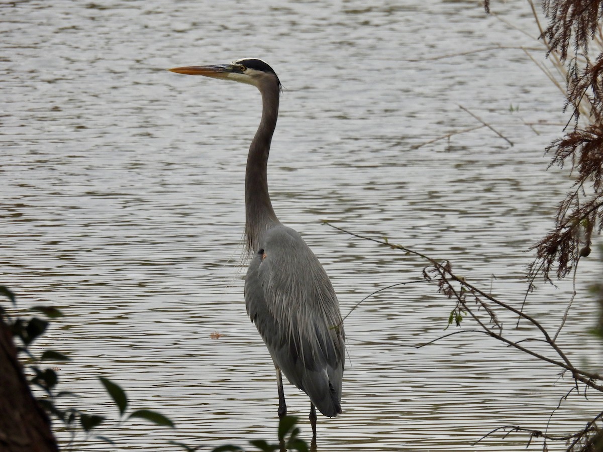 Garza Azulada - ML645852060
