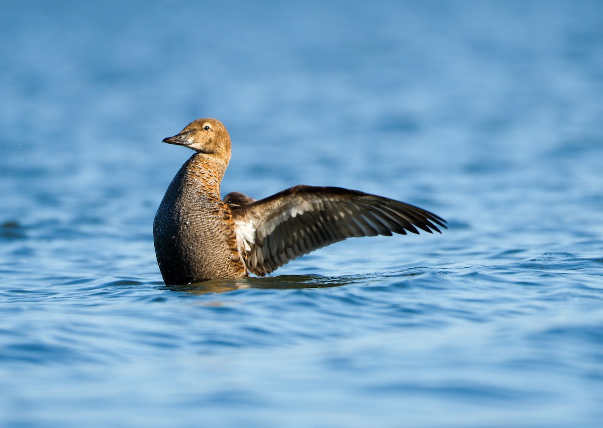 kajka královská - ML645852066