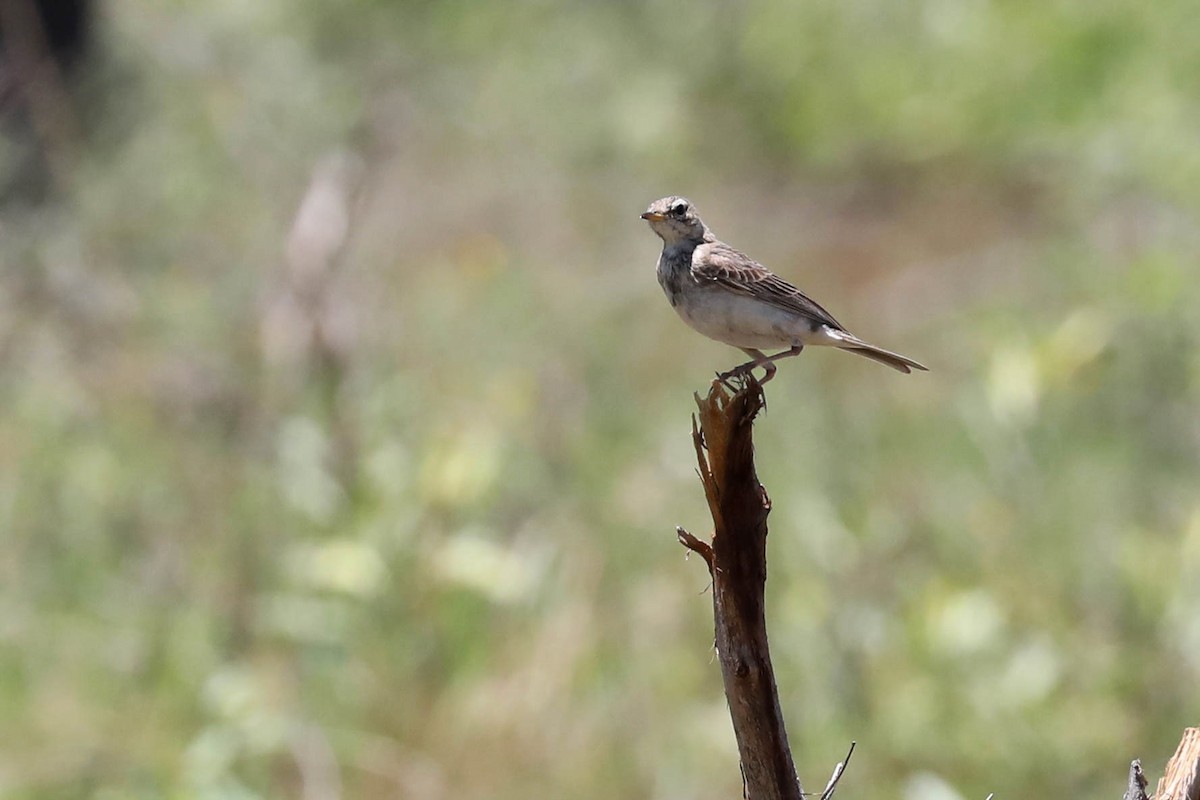 Bisbita Africano - ML645852069