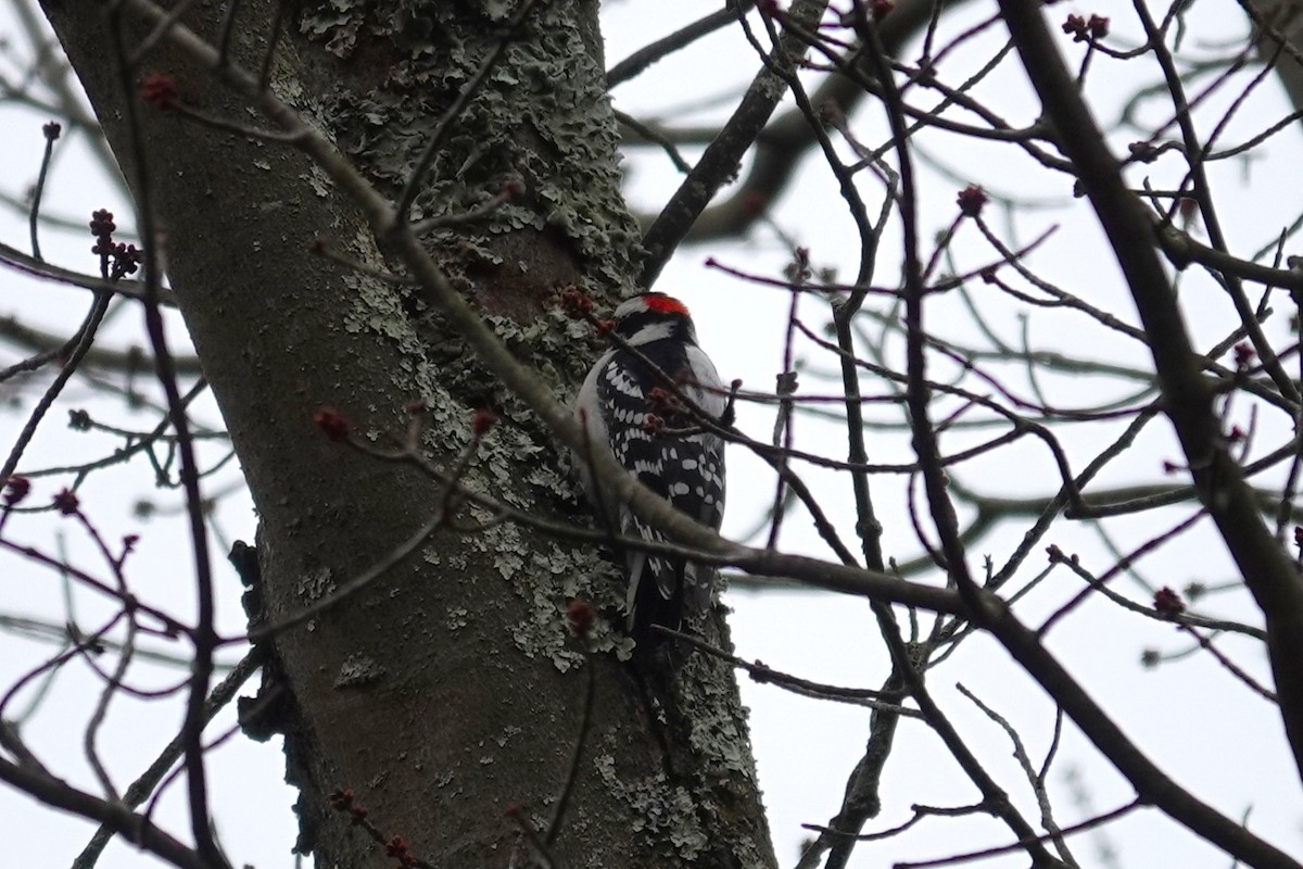 Pico Pubescente - ML645852070