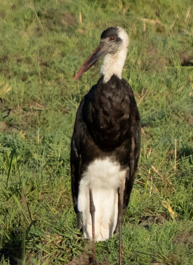 Cigüeña Lanuda Africana - ML645852071
