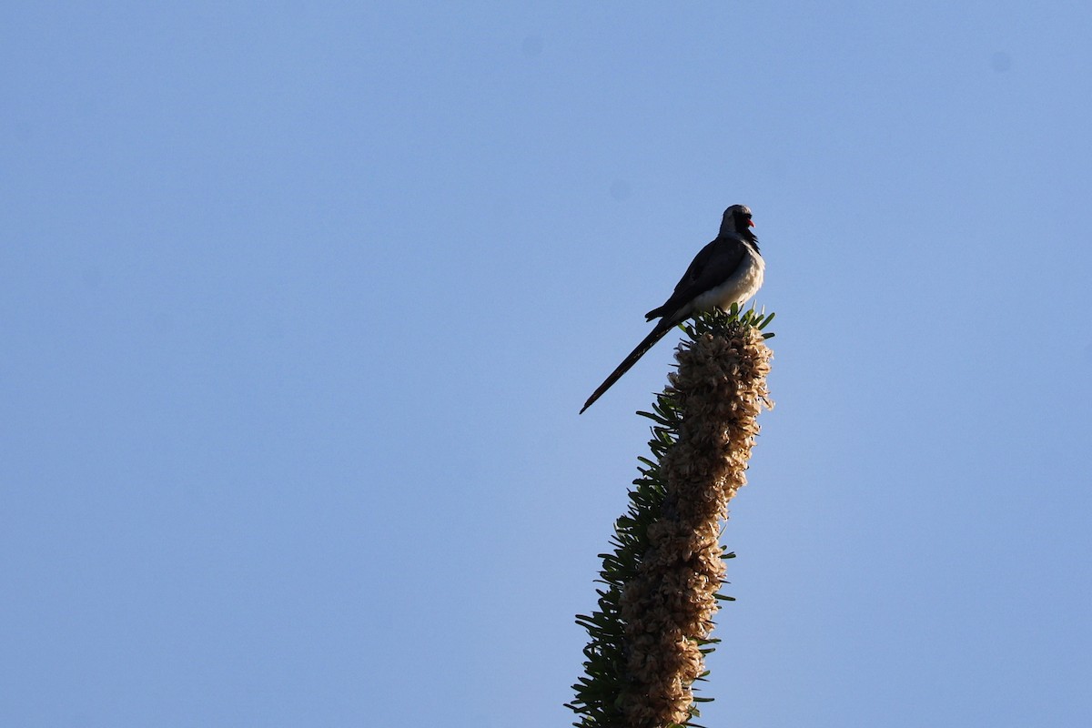 Tortolita Rabilarga - ML645852072