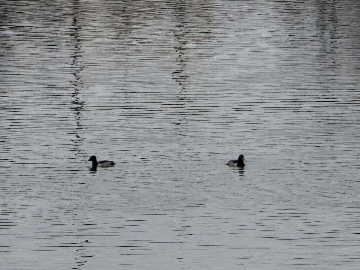 Porrón Acollarado - ML645852076