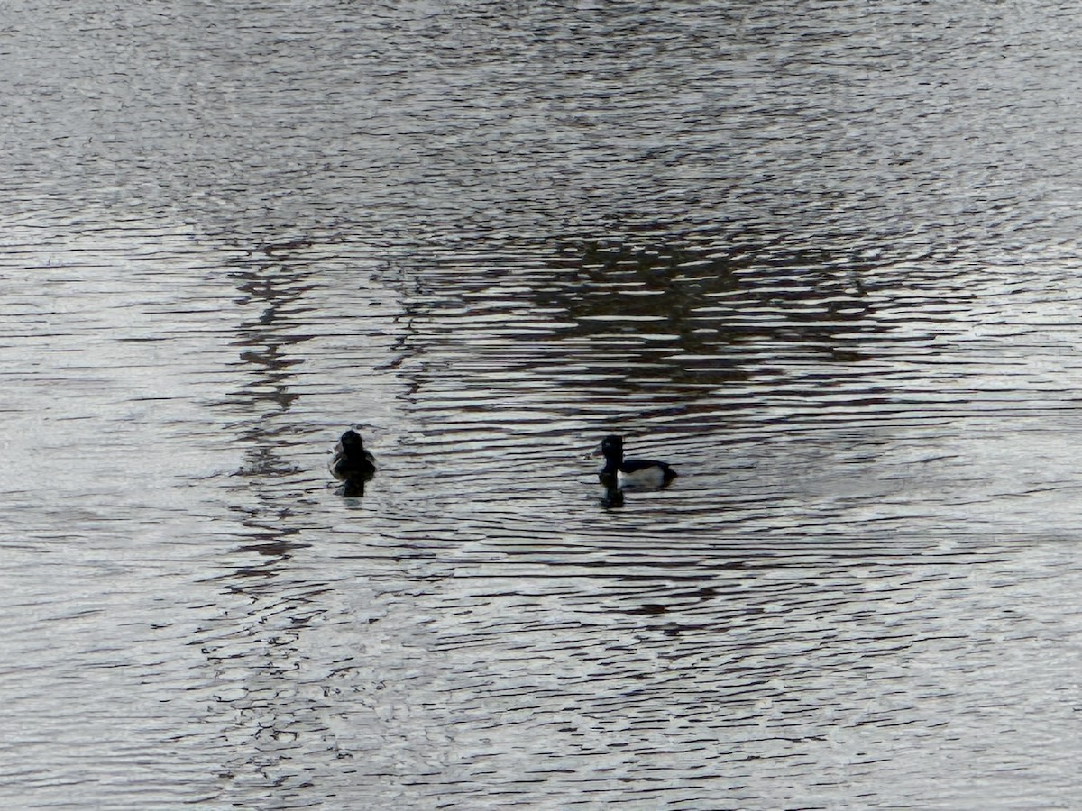 Porrón Acollarado - ML645852079