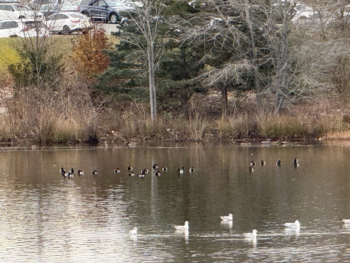 Porrón Acollarado - ML645852080