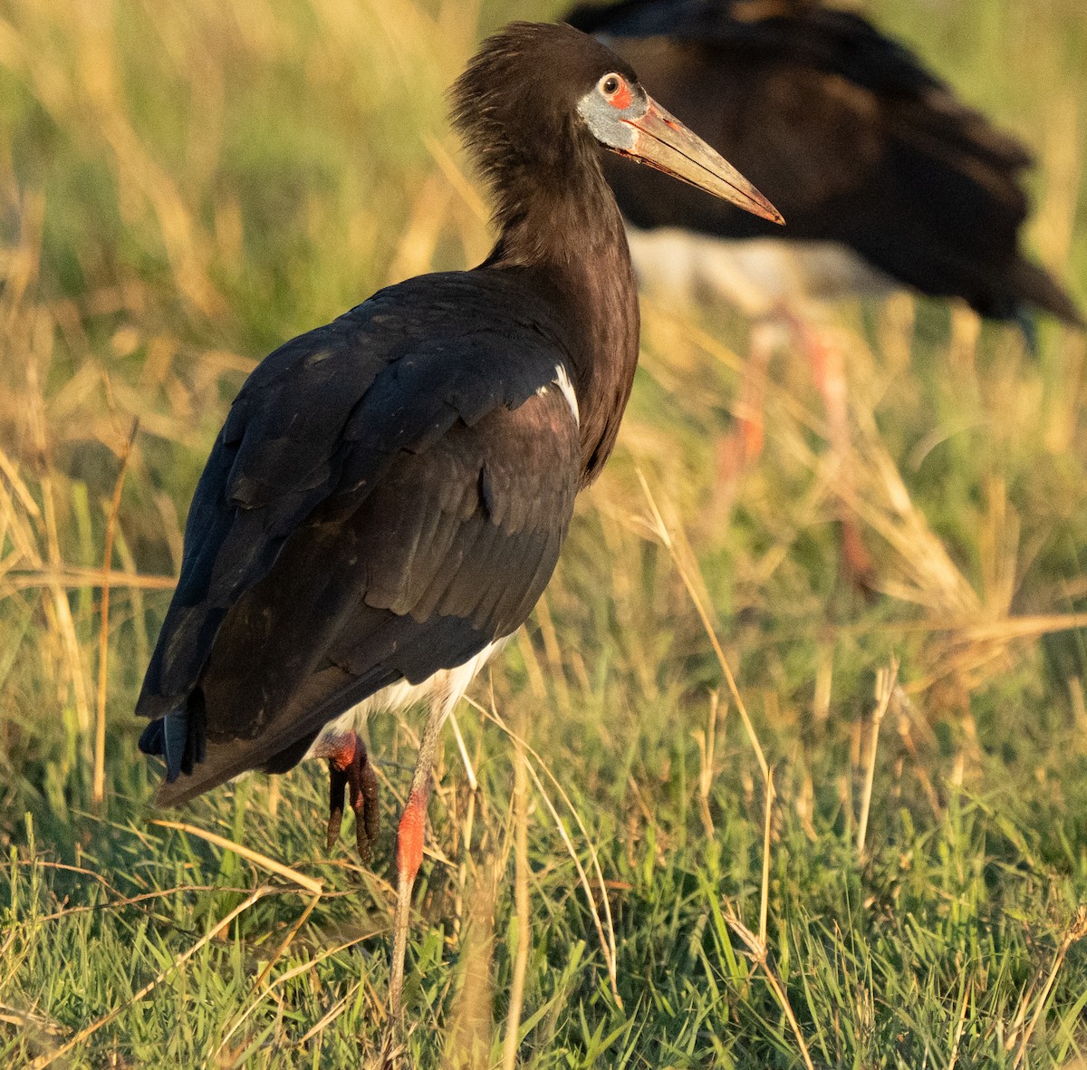 Cigüeña de Abdim - ML645852081