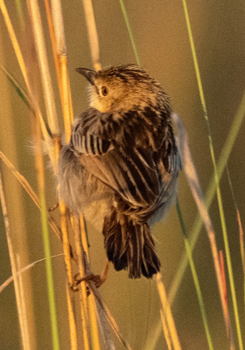 Cistícola Buitrón - ML645852084