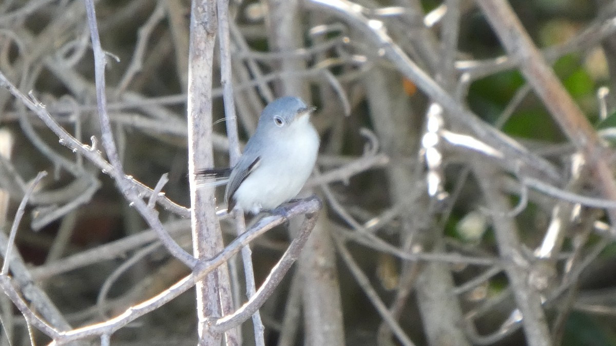 Perlita Grisilla - ML645852085