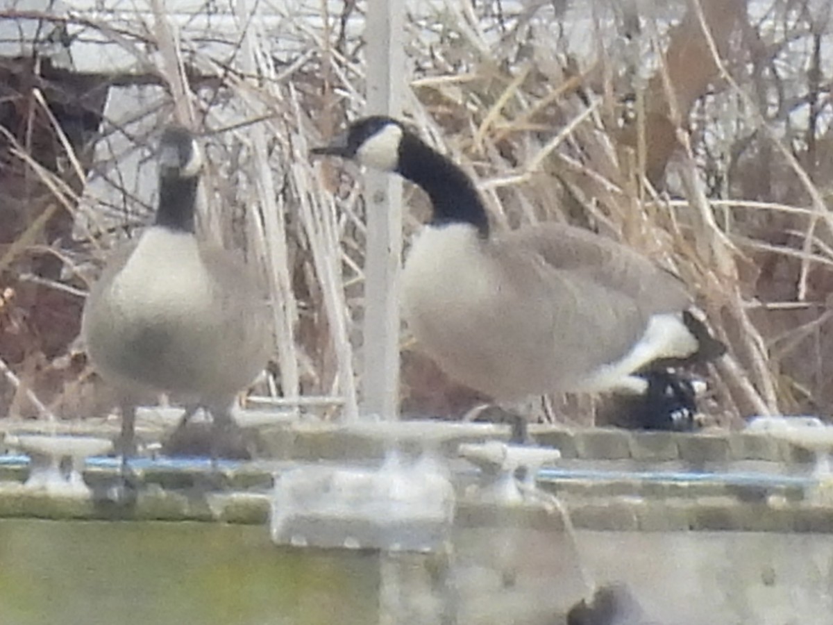 Barnacla Canadiense Grande - ML645852086