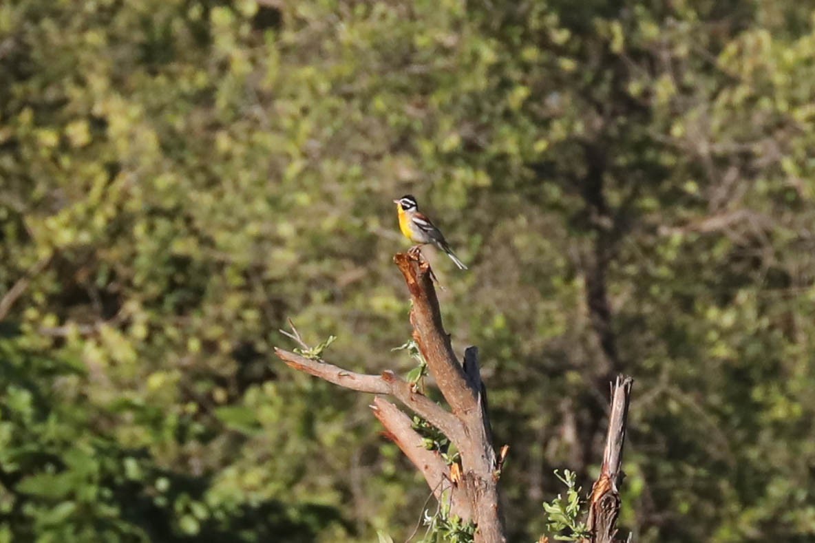 Escribano Pechidorado - ML645852087