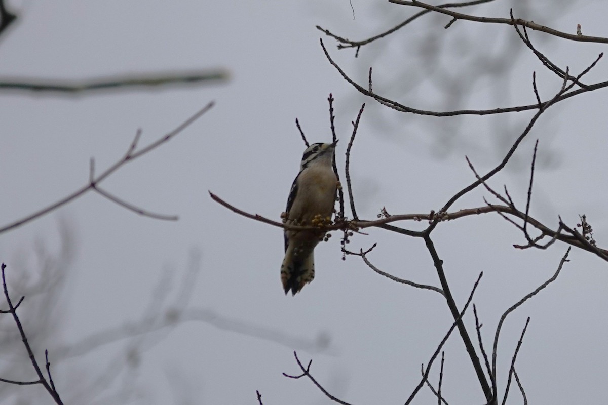 Pico Pubescente - ML645852091