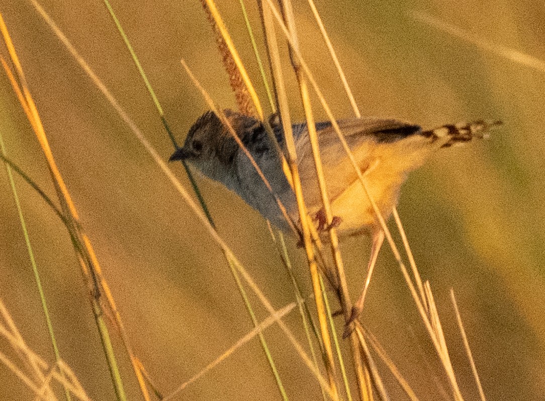 Cistícola Buitrón - ML645852092