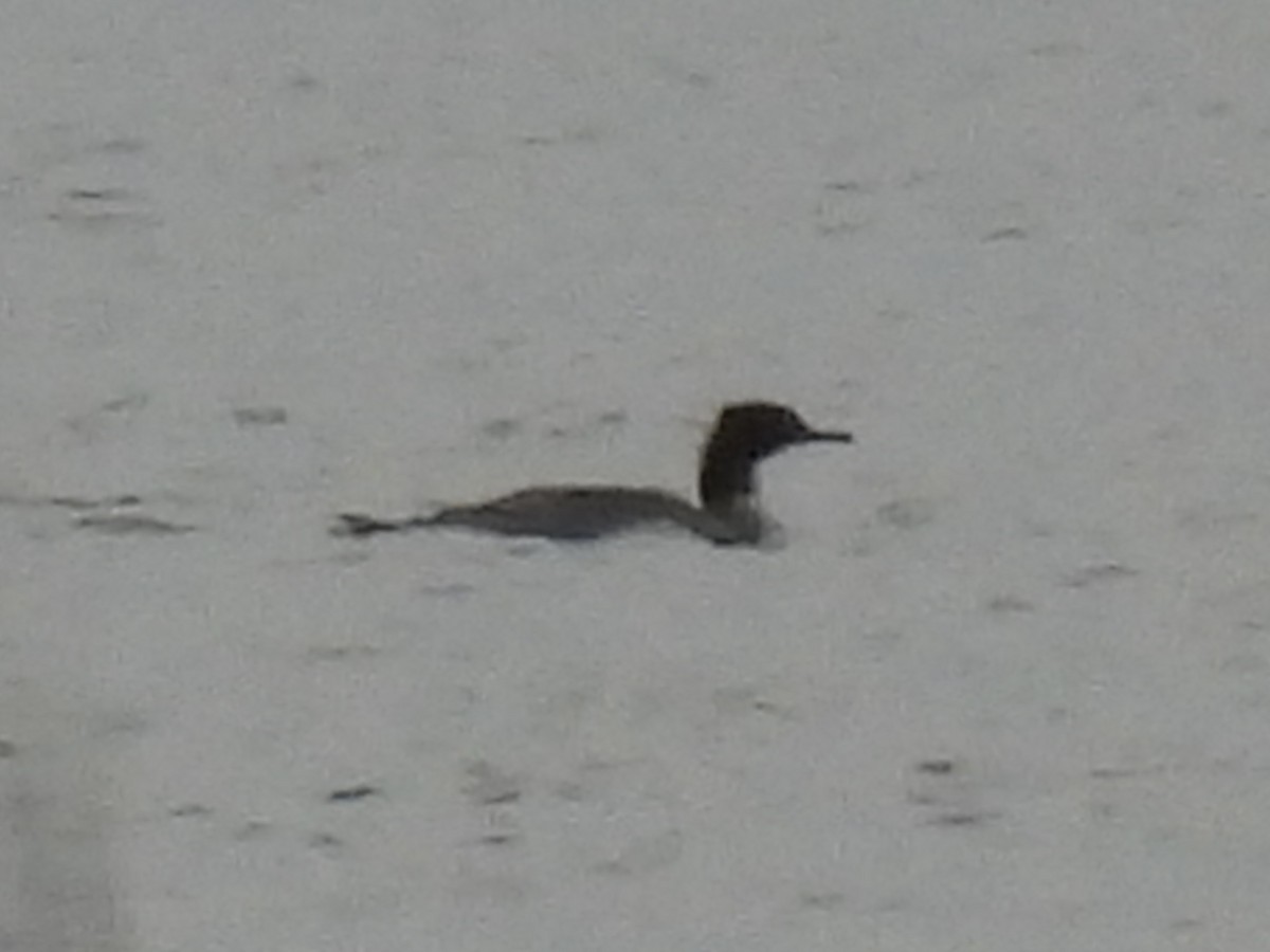 Serreta Grande - ML645852093