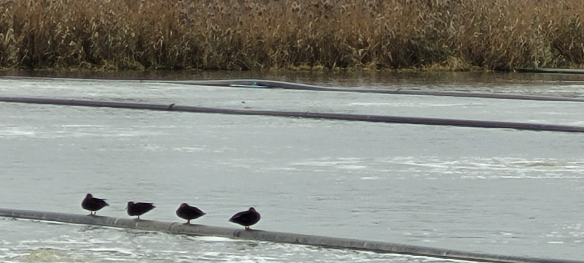 American Black Duck - ML645852097