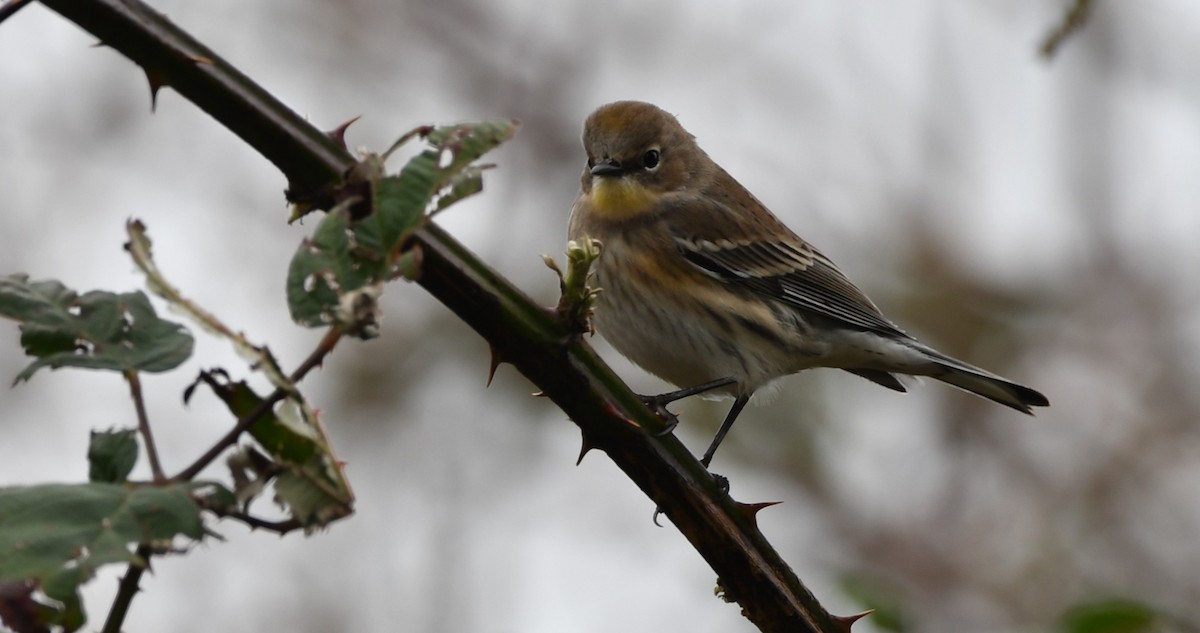 Yellow-rumped Warbler (Myrtle x Audubon's) - ML645852103