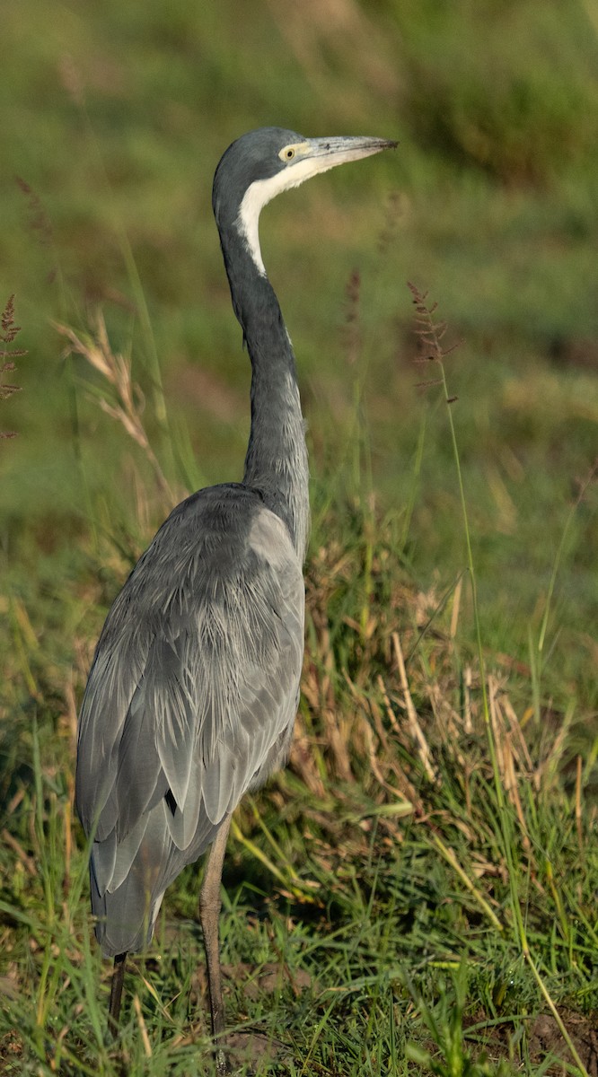 Héron mélanocéphale - ML645852108