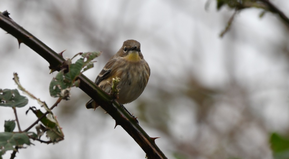 Yellow-rumped Warbler (Myrtle x Audubon's) - ML645852110