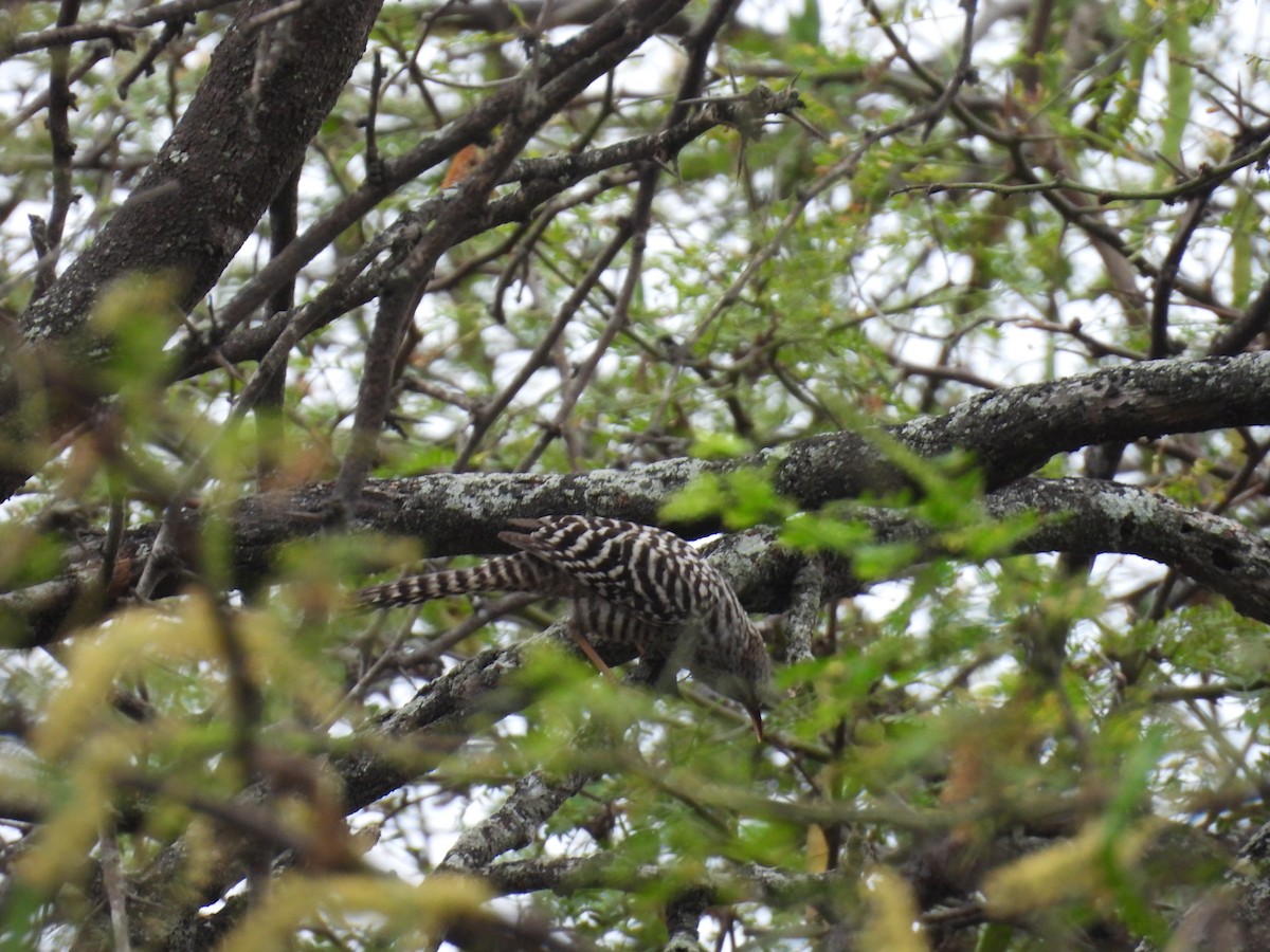 Fasciated Wren - ML645852112