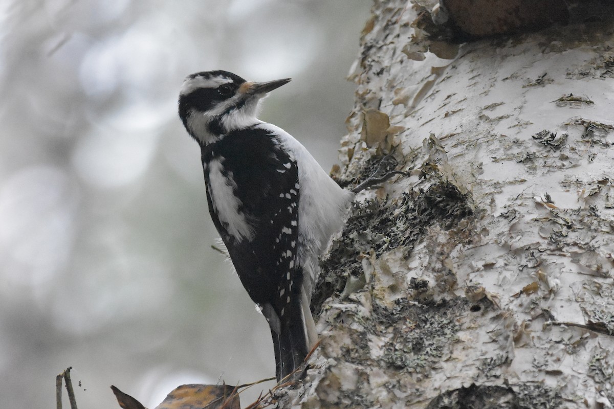 セジロアカゲラ - ML645852117