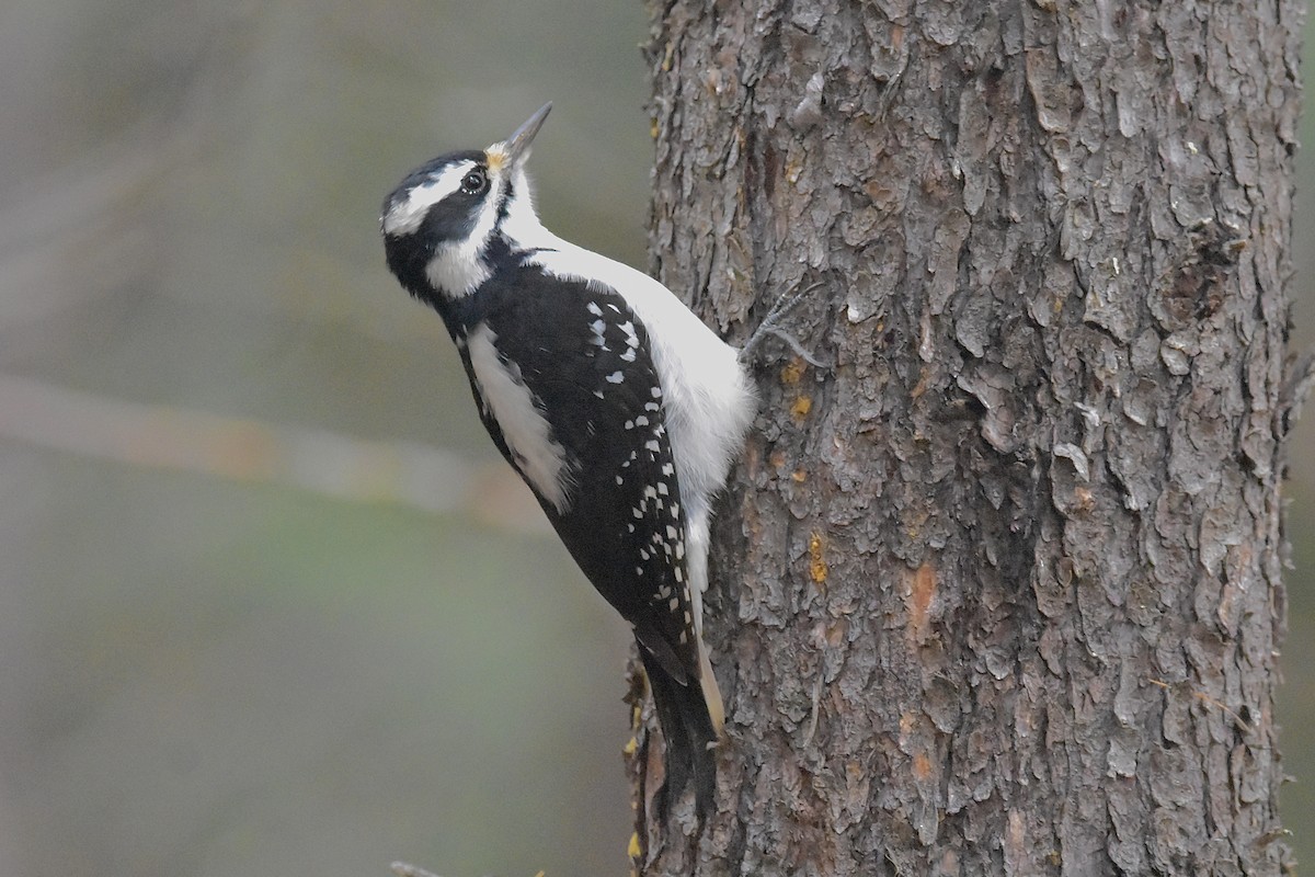 セジロアカゲラ - ML645852121