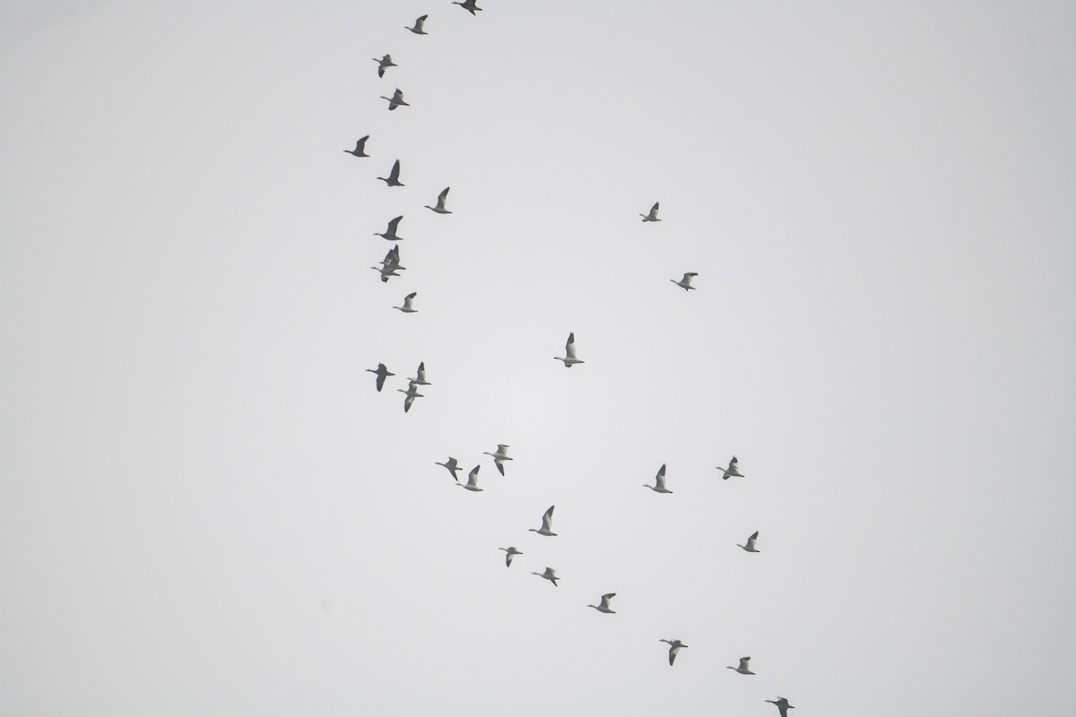 Snow Goose - ML645852129