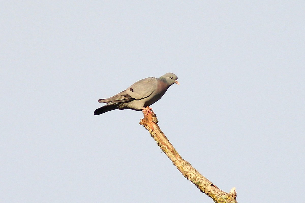 Stock Dove - ML645852130