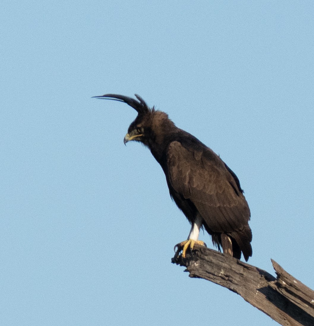 Long-crested Eagle - ML645852132