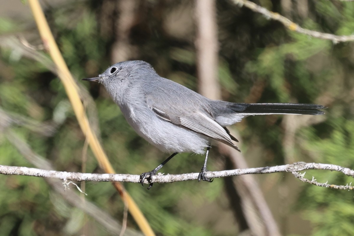 Голубая комароловка - ML645852133