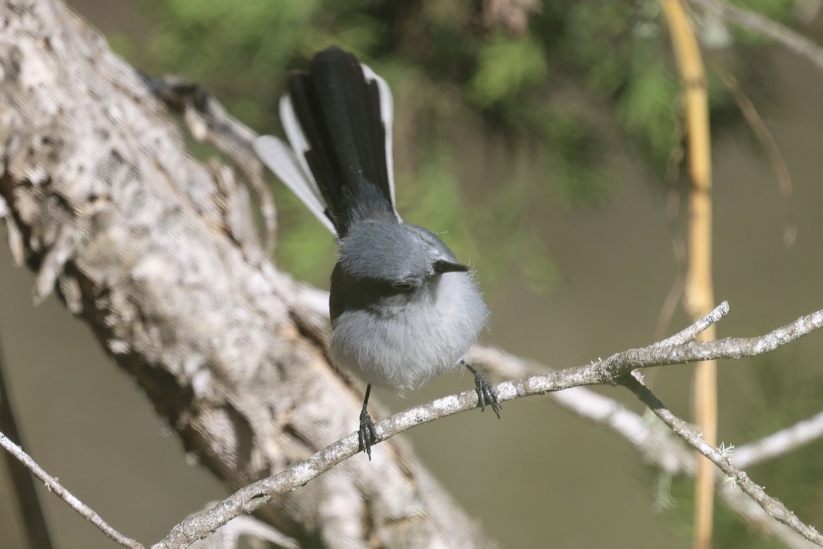 Голубая комароловка - ML645852134