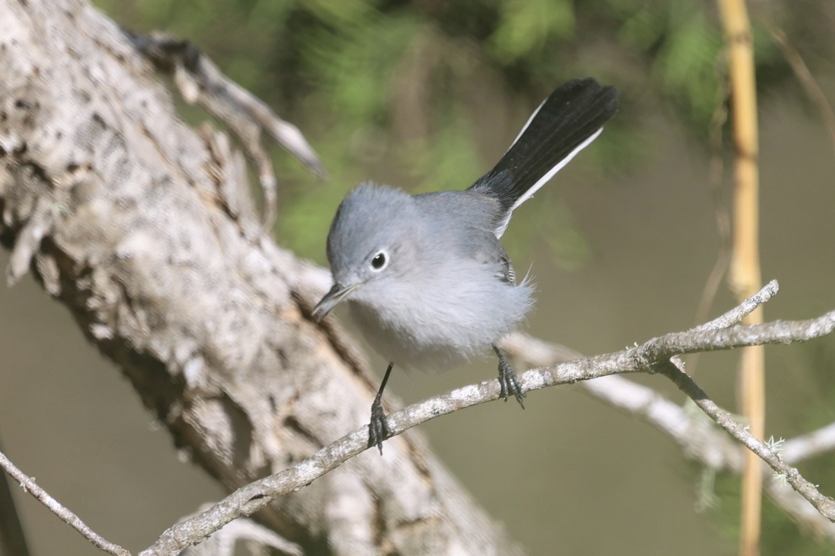 Голубая комароловка - ML645852135