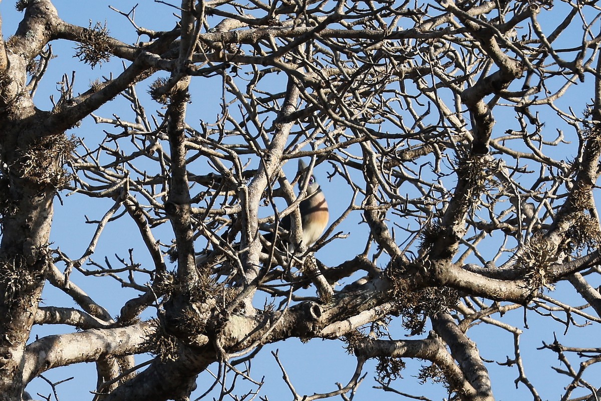 Crested Coua (Crested) - ML645852142