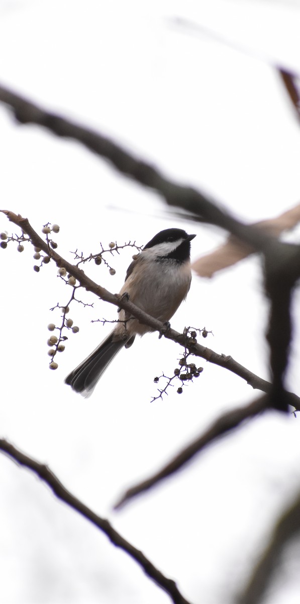 Black-capped Chickadee - ML645852143