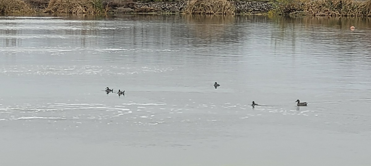 Ruddy Duck - ML645852145