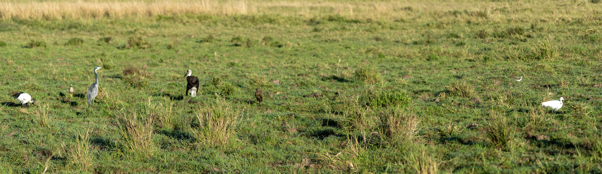 African Woolly-necked Stork - ML645852152