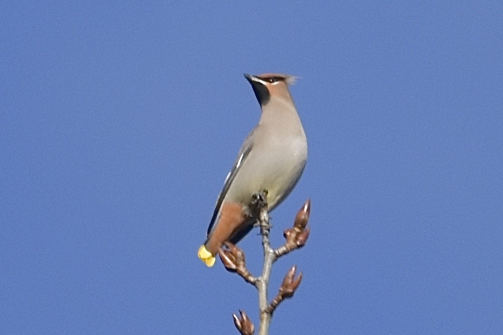 Bohemian Waxwing - ML645852160
