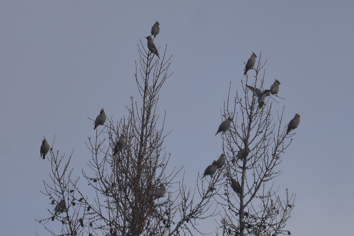 Bohemian Waxwing - ML645852161