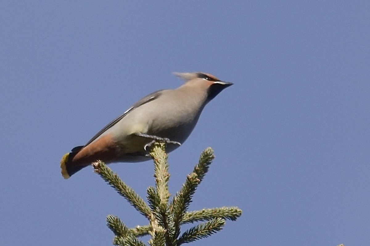 Bohemian Waxwing - ML645852162